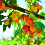 당도 선별 프리미엄 자두 홍로센 3kg 특품 : 마시꾼