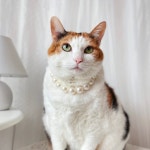 진주목걸이 고양이 강아지 생일 파티 선물 미요펫 : MIYOPET