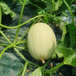 국산 경북 고령 설향 백자 양구 멜론 메론 3종 2~5kg : 펭귄상회
