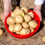 포근포근 햇 수미감자 5kg : 헤이파머스