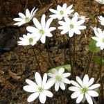 노루귀종근 10주 : 자연산약초세상사람들