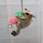 슈가글라이더 다람쥐 2단 방울 장난감 놀이기구 : 펫엔글라이더