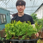 에메랄드골드 h0.25m 포트묘 정원 사철 울타리 나무 : 나무키움묘목농원