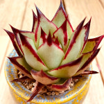 슈퍼클론 다육식물 화분별도1-100 랜덤발송 : 코리아쇼핑.