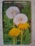 추억의 수집품 야생화 민들레 공중전화 카드 : 덕후상회