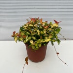 황금빛 잎 황금마삭줄 키우기쉬운 실내공기정화식물 인테리어 : 다은꽃농원