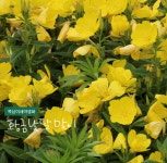 황금낮달맞이 [4개 복남이네야생화 모종 노랑낮달 낮달맞이꽃 오에노테라 oenothera] : 복남이네야생화