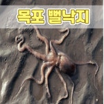 [신안,목포 특산] 타우린과 무기질,아미노산이 풍부한 보양식품 활 낙지 10마리(중,중대/대) 산소포장/신선배송 : 흥농쏠트식품