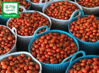 당일수확 향농원 유기농 대추방울토마토 2kg 4kg : 유기농 향농원