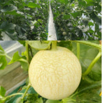 강원춘천에서 직접기르고 수확한 고당도 하니원 멜론 1-3kg 선물용 가정용 : 뚜뚜장터