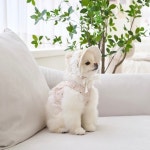 강아지모자 강아지썬캡 플라워 왕골모자 마벨피피 XS : 꼴레트멍멍 스토어