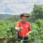 [지리산베리닷컴] 블루베리 1kg, 200kg 한정 유기농 베리 블랙커런트 뉴하노버베리 : 구례군 로컬마켓