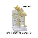 [미국수입] 강아지 골반모형 G9060 : 케이엠글로벌