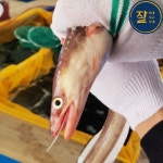남해안 통영 바다장어 1kg 대 특대 장어 1키로 아나고 바닷장어 구이 아나고 꼼장어 : 잘잘잘가게