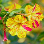 씨앗팜 정원 야생화 꽃씨 종자 분꽃 씨앗판매 20립 : 매일마트