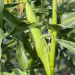 냉동 국산 초당옥수수 특품 손질 옥수수 : 식품의 품격