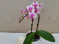 호접란.정통 스프링댄서.쌍대가지.다시입고.(은은한향이 아주좋은향).(귀여운 핑크색).고급종.신상품.기다리고 기달렸던품종.색상예쁨.상태굿.... 