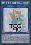 환주의화악성블룸하모니스트 (LVP3-KR066) Super Rare 한글판 유희왕 : TCG포유