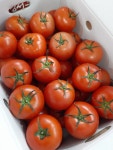 (과일천국1번지) 탱글한 토마토 5kg -1박스 : 과일판매