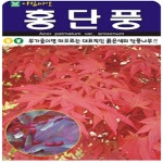 아-홍단풍 100립 : 영미의정원