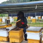 천연벌꿀 아카시아 밤 2.4kg : 궁촌농장