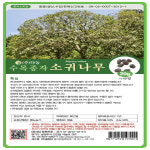 소귀나무 20g 산림 조경 수목종자 씨앗 다농 영미의정원 : 영미의정원