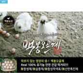 백봉오골계 환 백봉85%환 한달분 30개 : 소상공인쇼핑TV