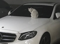 고양이 기피제 퇴치제 차긁힘방지 길냥이 퇴치법 유해동물 싫어하는 냄새 접근금지 : 펀스리빙