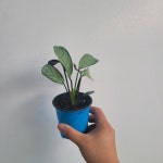 플랜테리어 아마그리스크테난데 미니소품 10-25cm 29 : 플랜츠 영