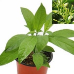 (F소망)야래향 화분(소) 4개 모기퇴치식물 : 소망원예농원