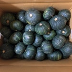 제주 햇 미니 밤호박 3kg 5kg 밤맛 밤 단호박 에그슬럿 국산 보우짱 제주산 : 아람송이