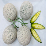 달콤한 고당도 머스크 멜론 메론 : 농부곳간