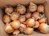 (임자도파파농장) 저장성 좋은 단단한 햇 양파 - 15kg : 임자도파파농장 대파 양파