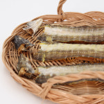 군침돌개 강아지보양식 강아지 장어 자연산 : 멍스타닷컴