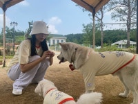 강아지용 썸머 여름 커플룩 개플룩 중형견 대형견 S-7XL : 봉주르봉