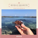 제주현수산 궁중오메기떡 50알 : 제주현수산