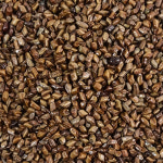 인도산 결명자 결명자차 결명차 1kg : 오허브 마트