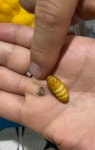 살아있는 누에 번데기 5마리 : 하이농장