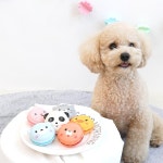 애니멀 마카롱 라텍스 토이 강아지 삑삑이 공놀이 애견 소리나는 장난감 : 봉봉어패럴