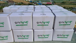 (임자도파파농장) 저장성 좋은 단단한 햇 양파 - 15kg : 임자도파파농장 대파 양파