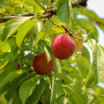 김천자두 추희 피자두 도담 후무사 대석 자두 포모사 왕 특 3kg : 대한민국숨맛