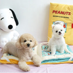 패리스독 스누피 굿나잇 북 매트/강아지방석,베드 : 마이비컴