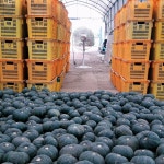 제주기쁨농장 미니단호박 미니밤호박  보우짱 3kg+3kg =7kg발송 농장직구 : 제주기쁨농장