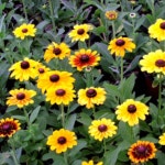 루드베키아모종(포트) 4개  gs055 : 소망원예