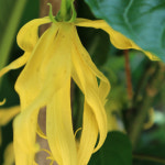 유기농 일랑일랑 에센셜 오일 마다가스카르산 10ml 30ml : 샤인케미칼