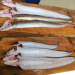 바다장어 1kg 붕장어 통영 자연산 손질 장어 구이 : 워커하이브