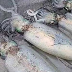 국산 선동 갑오징어 무늬오징어 : 마산수협중매인 4번상회