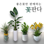 광주광역시화분배달 당일직접배송 관엽식물농장 꽃판다 : 꽃판다