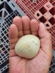 코끼리 마늘 5kg : 완도 신지면 용현이네 민박