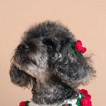 크리스마스-홀리 머리핀ㅣ강아지 고양이 뜨개 헤어핀 빗살핀ㅣ어거스트제이 : AugustJ-어거스트제이